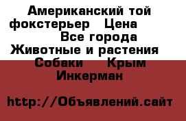 Американский той фокстерьер › Цена ­ 25 000 - Все города Животные и растения » Собаки   . Крым,Инкерман